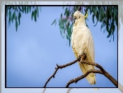 Papuga, Kakadu