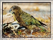 Kea, Papuga