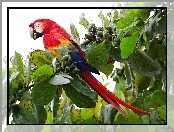 Papuga, Drzewo, Kolorowa, Ara