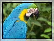 Niebieska, Papuga, Ara