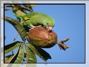 Papuga, Owoc