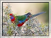Papuga, Gałązki, Młoda, Rosella Królewska