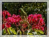 Papuga, Kwiaty, Zielona, Czerwone
