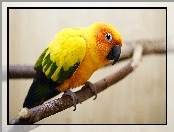 Papuga, Skrzydła, Pomarańczowa, Zielono-Żółte