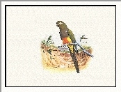 Papugi, Edward Lear, Brązowe, Gałązka