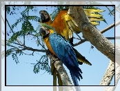 Dwie, Papugi, Drzewo, Ara