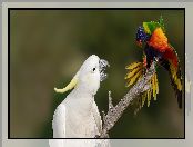 Papugi, Lorysa górska, Dwie, Kakadu biała