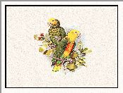 Kolorowe, Papugi, Edward Lear, Listki