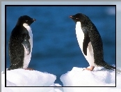Para, Pingwinów