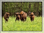 Park, Żubry, Białowieski, Narodowy