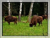 Park, Żubry, Białowieski, Narodowy