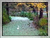 Park, Łabędź, Jesień, Staw