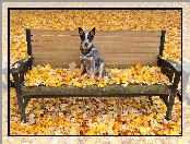 Ławka, Liście Australian cattle dog