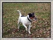 Parson Russell Terrier, kij