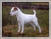 Parson Russell Terrier, łąka