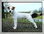 Parson Russell Terrier, most