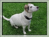 Parson Russell Terrier, Trawa