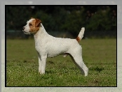 Parson Russell Terrier, trawa