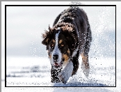 Śnieg, Berneński pies pasterski, Zima