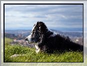 Border Collie, Panorama, Pasterski, Pies, Łąka