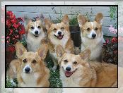 Pasterskie, Ogród, Psy, Welsh Corgi Pembroke