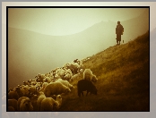 Pastwisko, Łąka, Pasterz, Owce, Górska