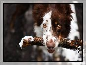 Patyk, Pies, Border Collie