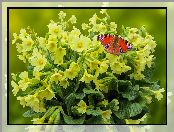Motyl, Pierwiosnki, Rusałka pawik, Żółte, Kwiaty