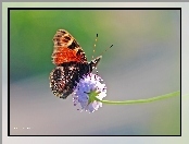 Pawik, Owad, Rusałka, Motyl