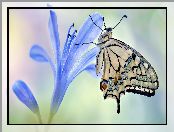 Motyl, Paź królowej, Niebieski, Kwiat