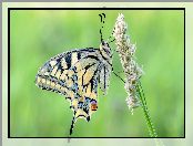 Motyl, Paź królowej, Trawa, Źdźbło