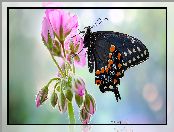 Makro, Paź królowej, Motyl, Pelargonia, Rozmycie, Czarny, Kwiat