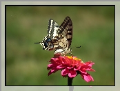 Paż królowej, Cynia, Motyl, Kwiat