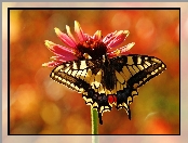 Paź, Gerbera, Motyl, Królowej