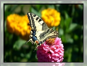 Motyl, Paź królowej