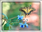 Paź królowej, Kwiatki, Motyl, Niebieskie