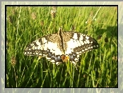 Paź Królowej, Piękny, Motyl