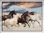Galop, Pędzące, Konie