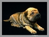 Szczeniak, Shar Pei