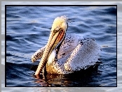 Pelikan, woda