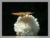 Perłowiec malinowiec, Aster, Motyl, Kwiat
