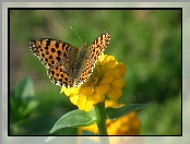 Perłowiec malinowiec, Cynia, Motyl, Kwiat
