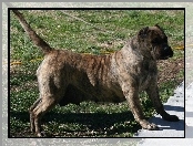 Perro de Presa Canario