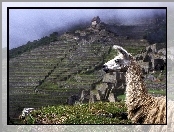 Peru, Lama, Machu Picchu