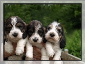 Petit Basset Griffon Vendéen, Szczeniaki