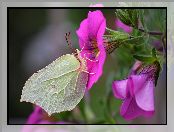 Petunie, Różowe, Latolistek cytrynek, Motyl, Kwiaty