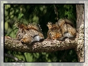 Drzewo, Śpiące, Wiewiórki