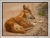 Dingo, Śpiący, Pies