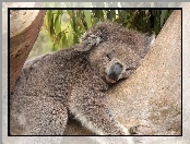 Koala, Śpiący, Miś