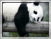 Panda, Śpiący, Miś